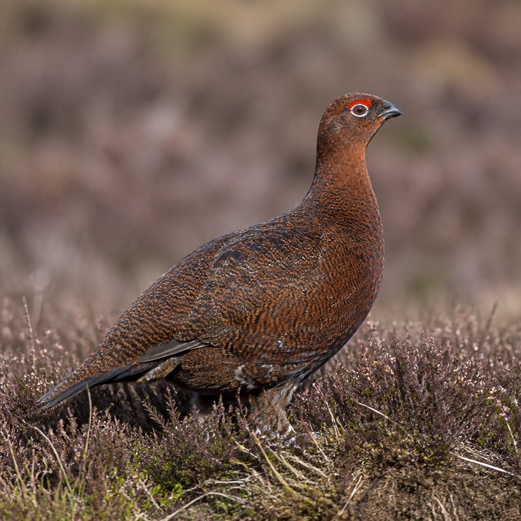 Red Grouse (Lagopus lagopus scotica)
