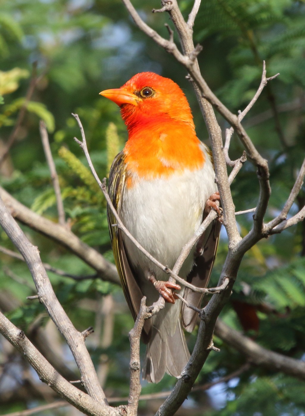 Red-headed Weaver (Anaplectes rubriceps)