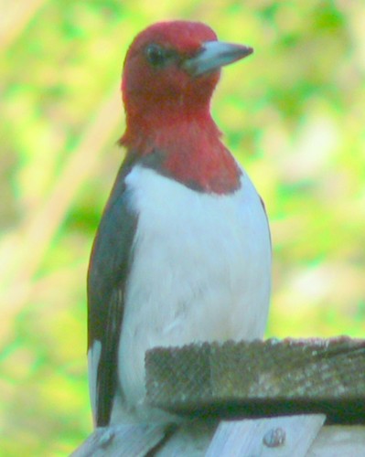 Red-headed Woodpecker