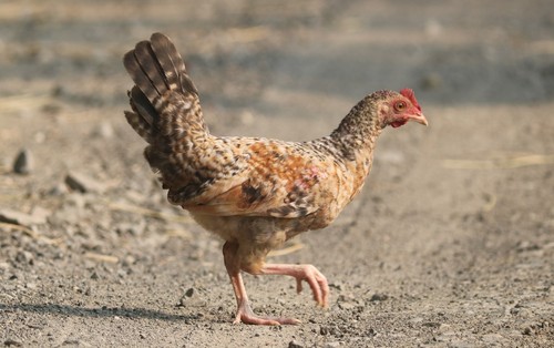 Red Junglefowl