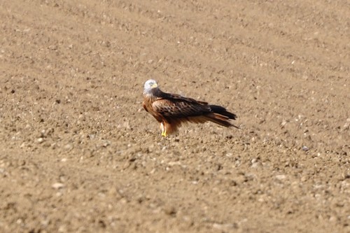Red Kite