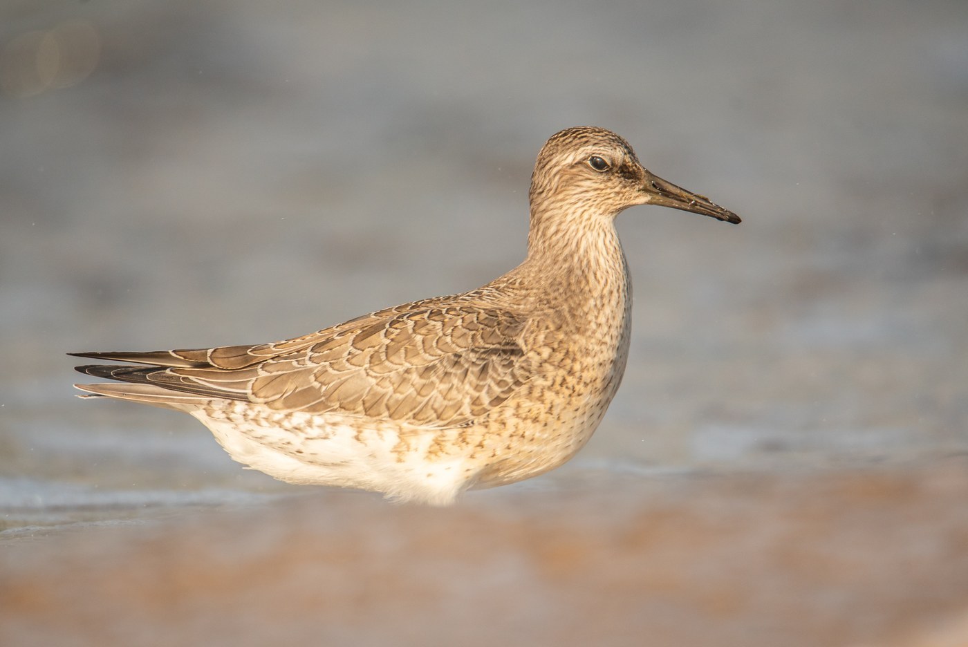 Red Knot (Calidris canutus)