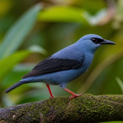 Red-legged Honeycreeper Identification Guide
