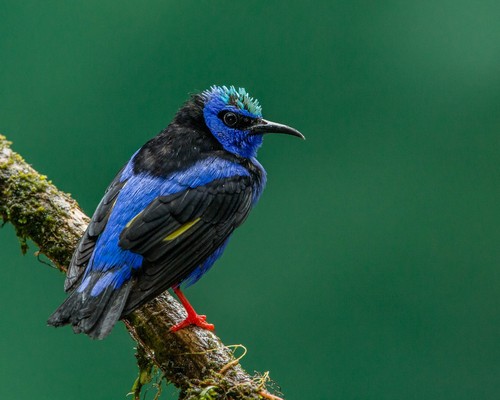 Red-legged Honeycreeper