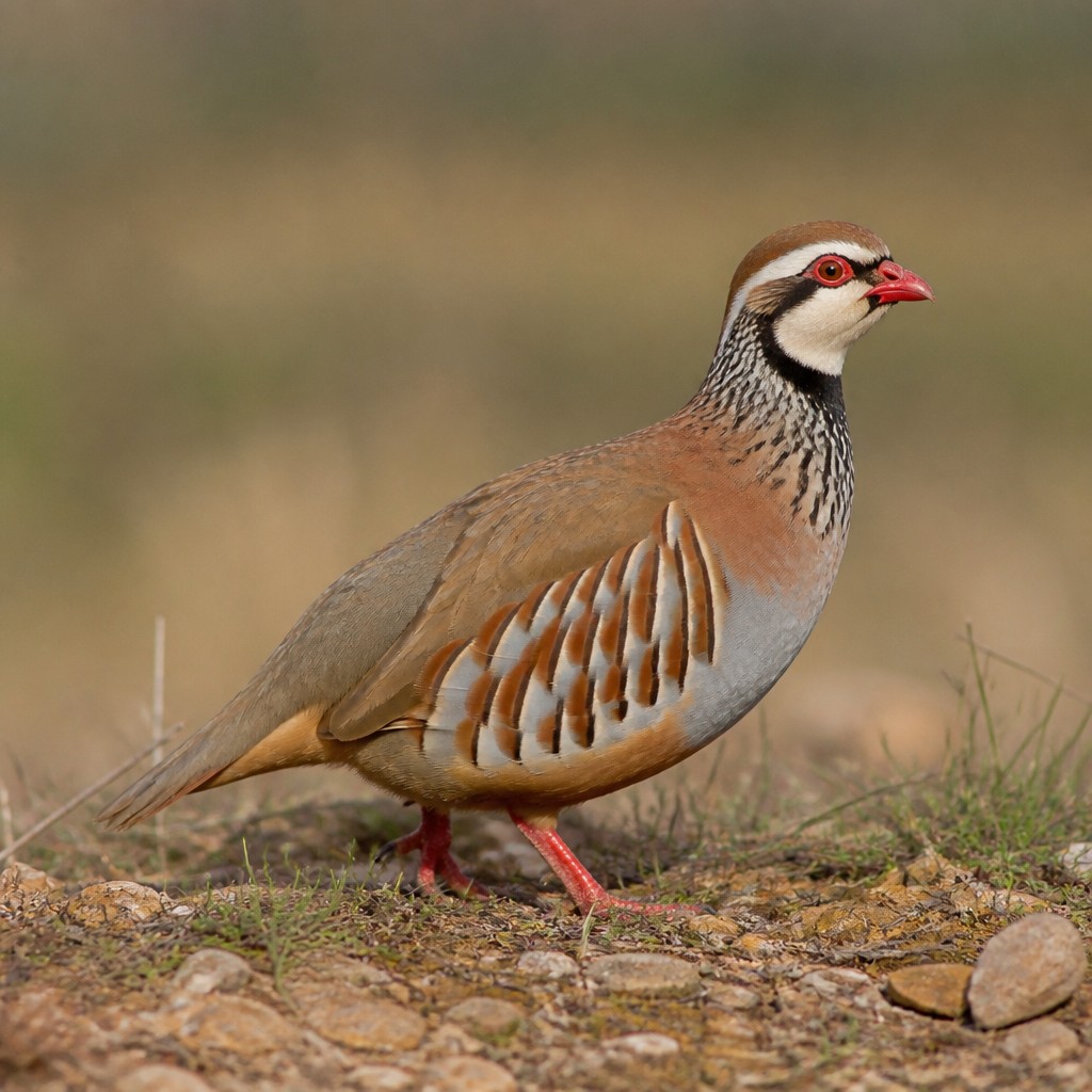 Red-legged Partridge (Alectoris rufa)