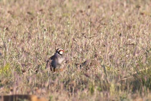 Red-legged Partridge