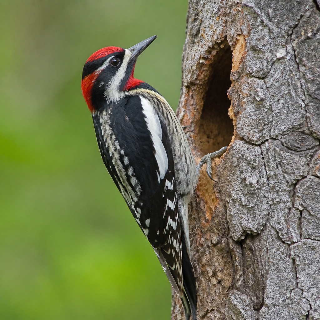 Red-naped Sapsucker