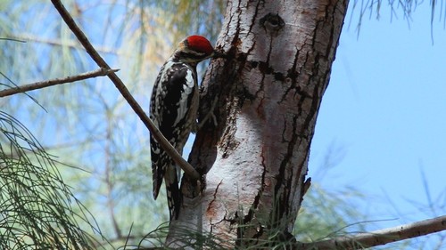 Red-naped Sapsucker