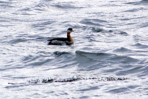 Red-necked Grebe