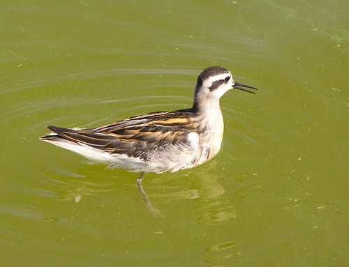 Red-necked Phalarope