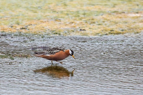 Red Phalarope