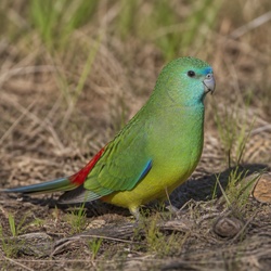 Red-rumped Parrot Identification Guide