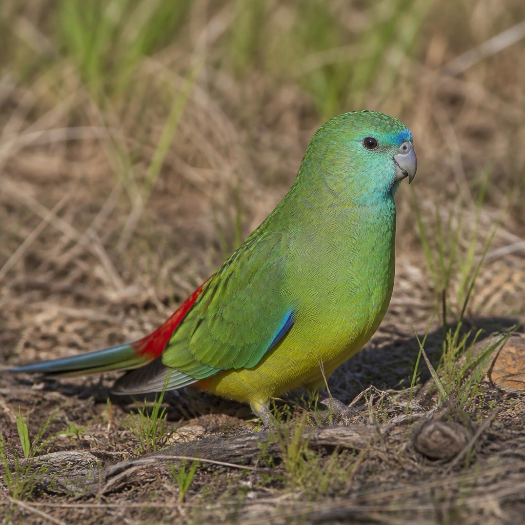 Red-rumped Parrot