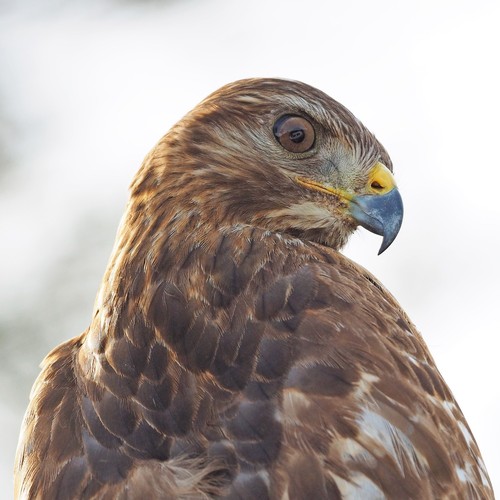 Red-shouldered Hawk