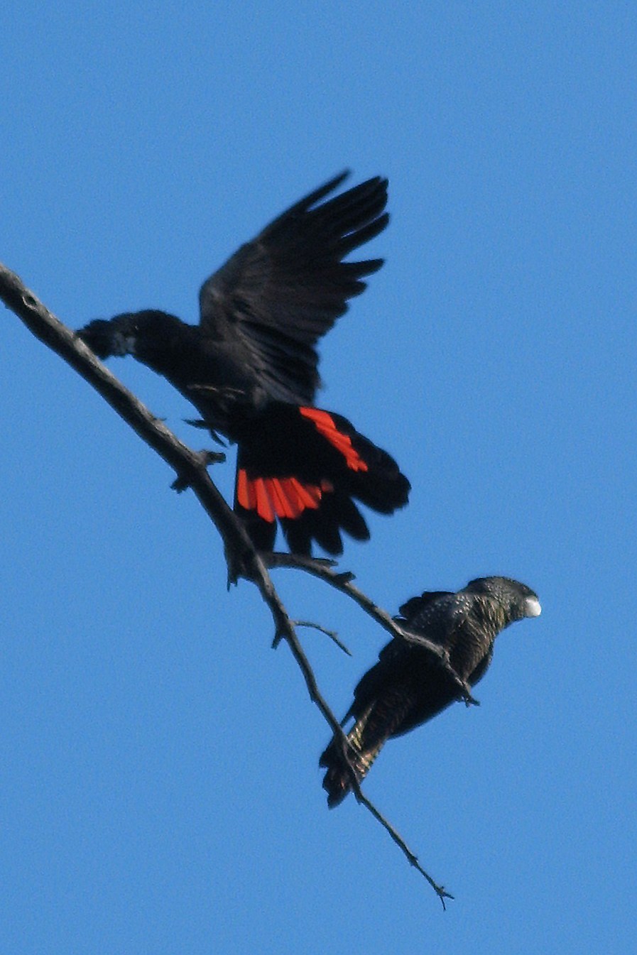 Red-tailed Black Cockatoo Identification Guide