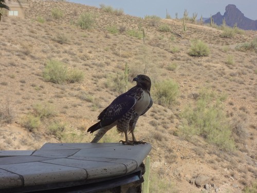 Red-tailed Hawk