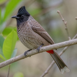 Red-vented Bulbul Identification Guide