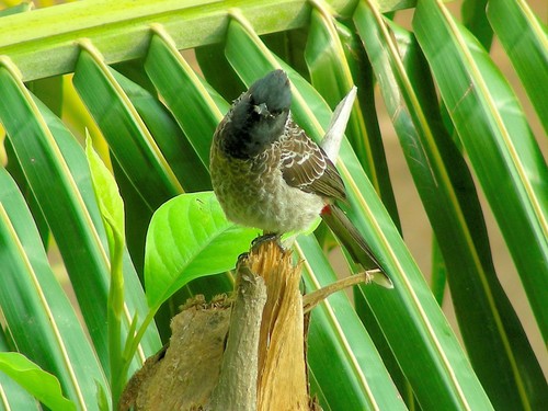 Red-vented Bulbul