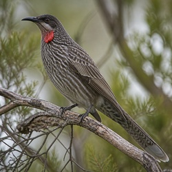Red Wattlebird Identification Guide