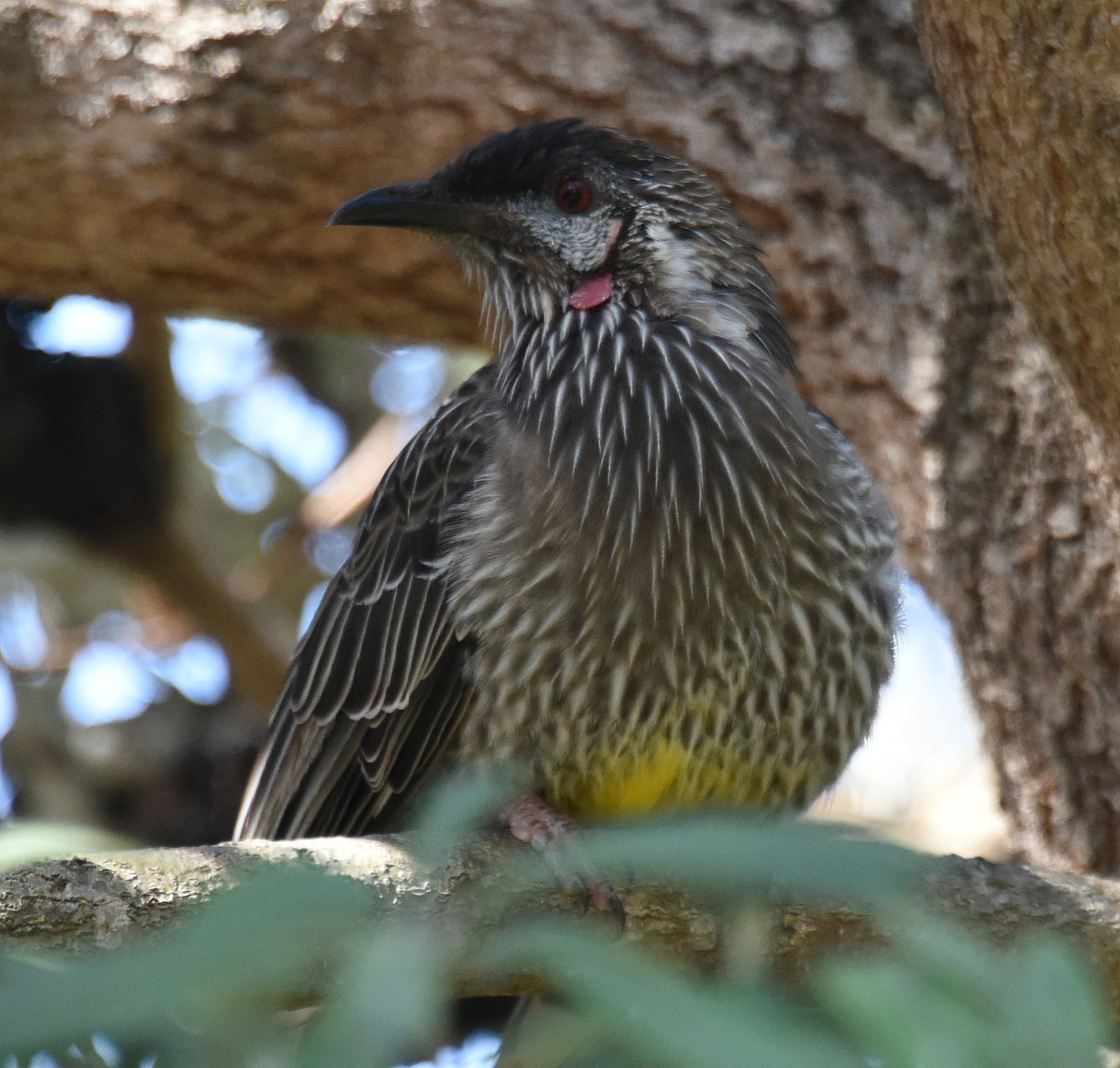 Red Wattlebird (Anthochaera carunculata)