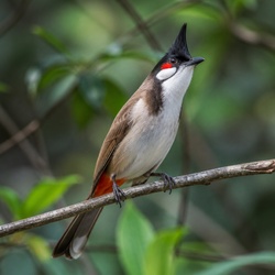 Red-whiskered Bulbul Identification Guide