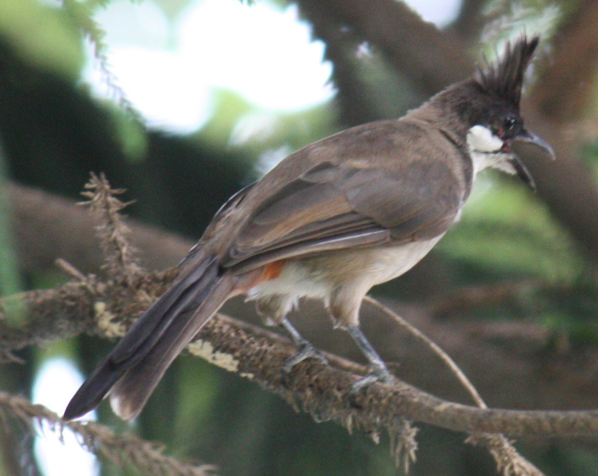 Red-whiskered Bulbul (Pycnonotus jocosus)