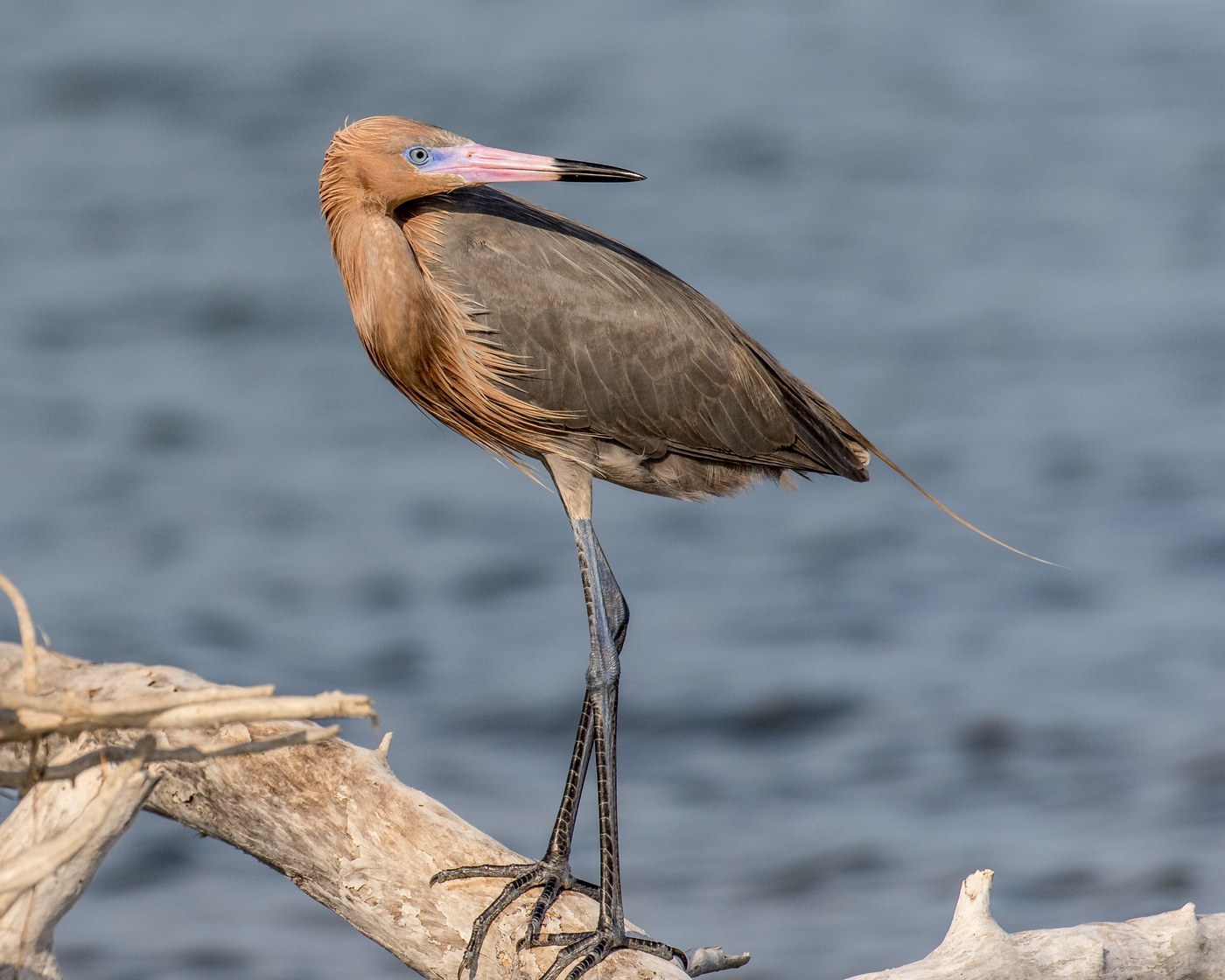 Reddish Egret (Egretta rufescens)