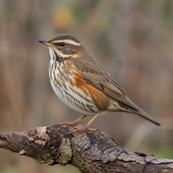 Redwing Identification Guide