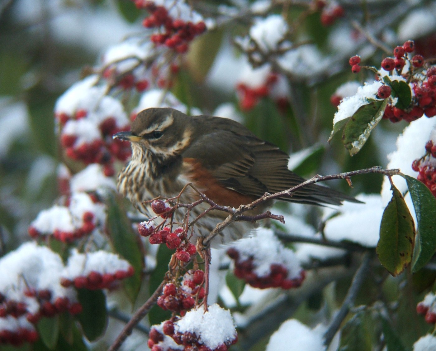 Redwing (Turdus iliacus)