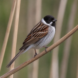 Reed Bunting Identification Guide