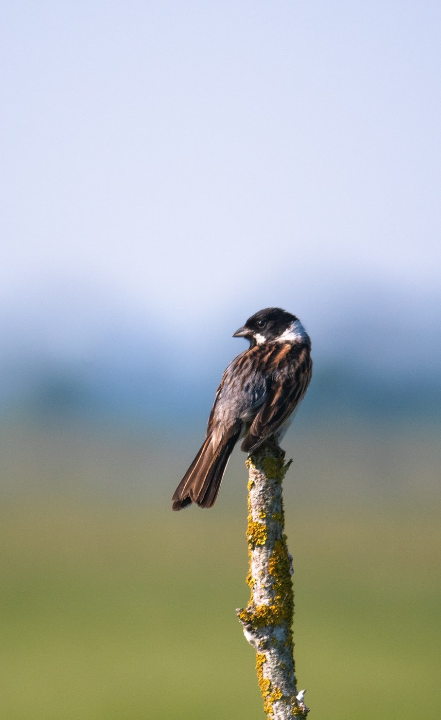 Reed Bunting (Emberiza schoeniclus)