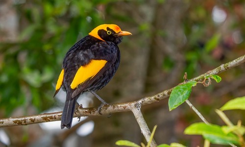 Regent Bowerbird