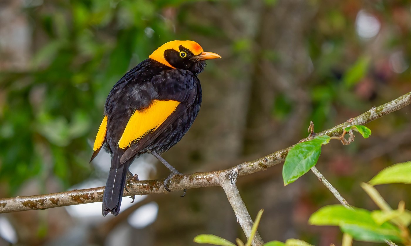 Regent Bowerbird (Sericulus chrysocephalus)