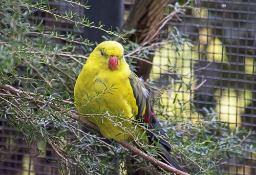 Regent Parrot