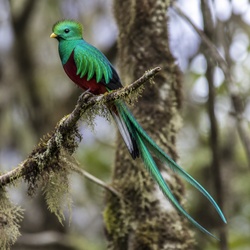 Resplendent Quetzal Identification Guide