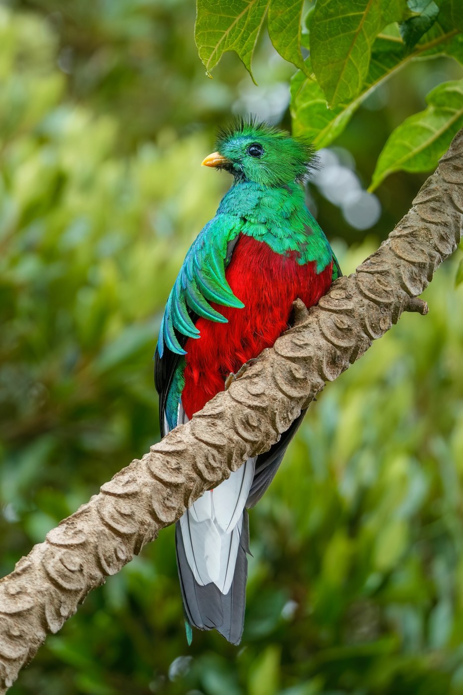 Resplendent Quetzal Identification Guide