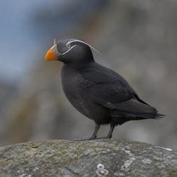 Rhinoceros Auklet Identification Guide