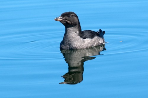 Rhinoceros Auklet