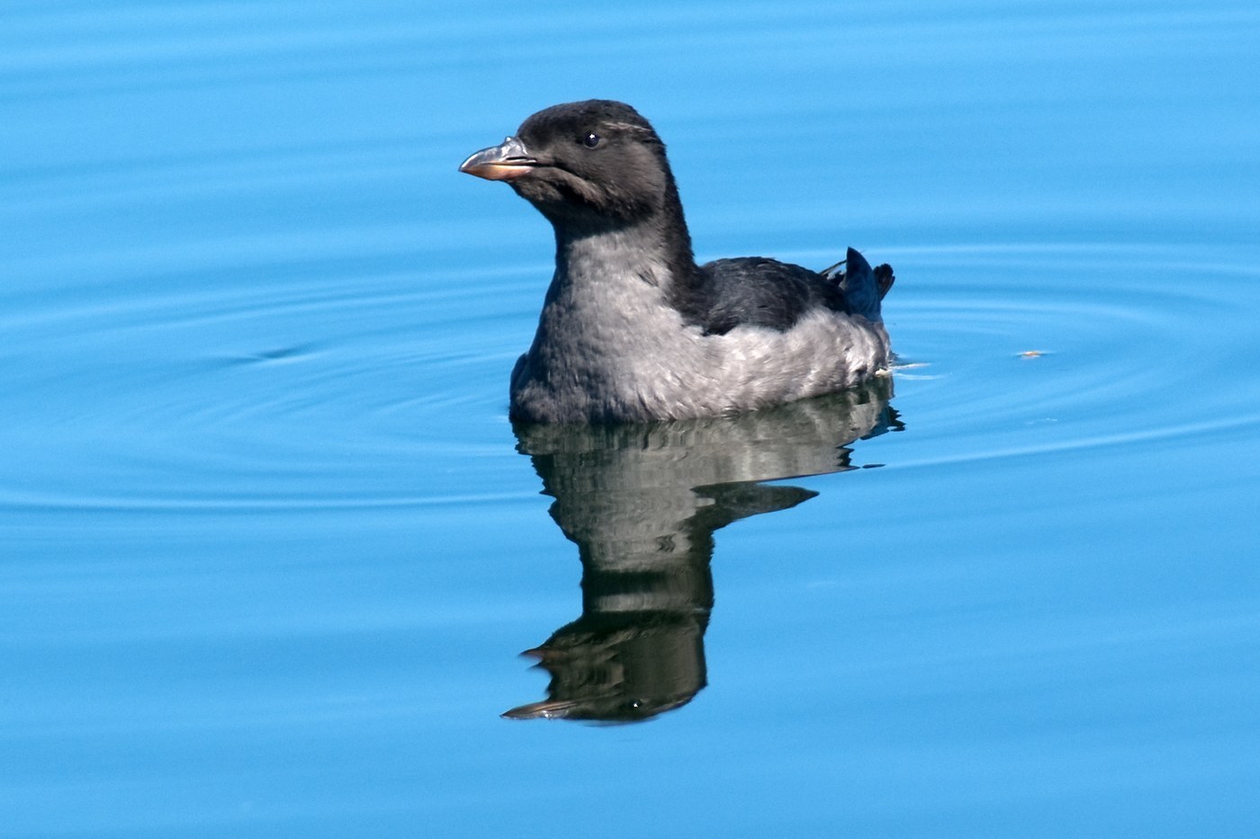 Rhinoceros Auklet Identification Guide