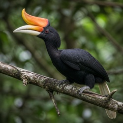 Rhinoceros Hornbill Identification Guide
