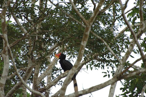 Rhinoceros Hornbill