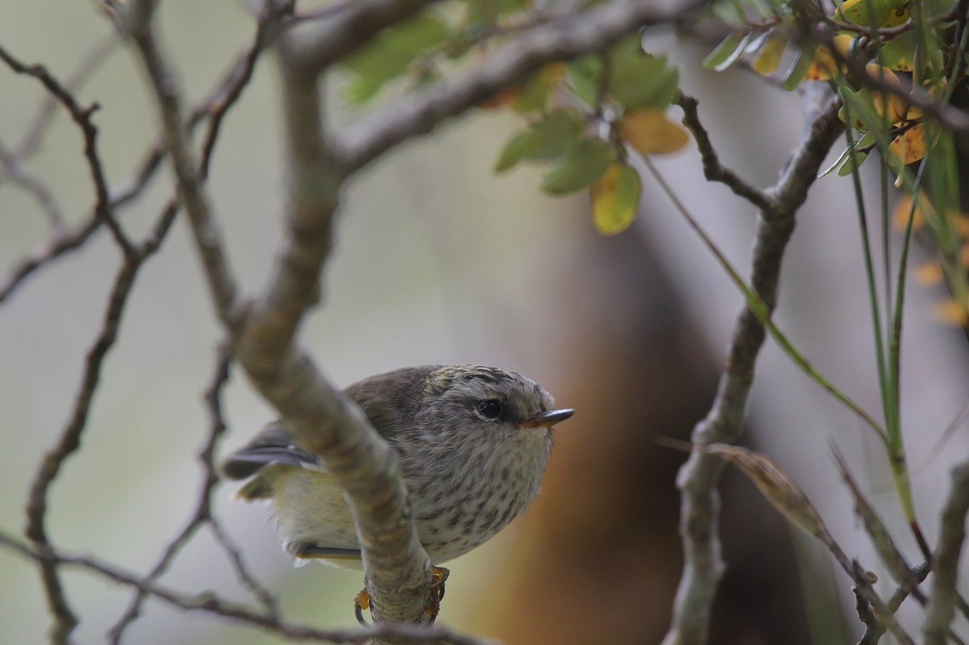 Rifleman (Acanthisitta chloris)