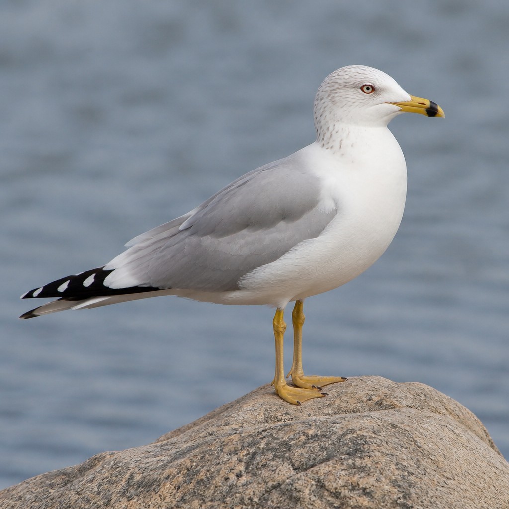 Ring-billed Gull