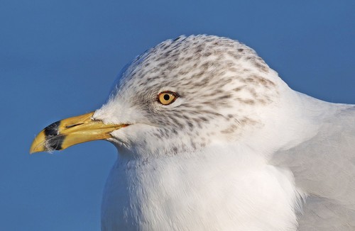 Ring-billed Gull