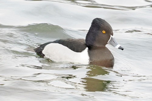 Ring-necked Duck