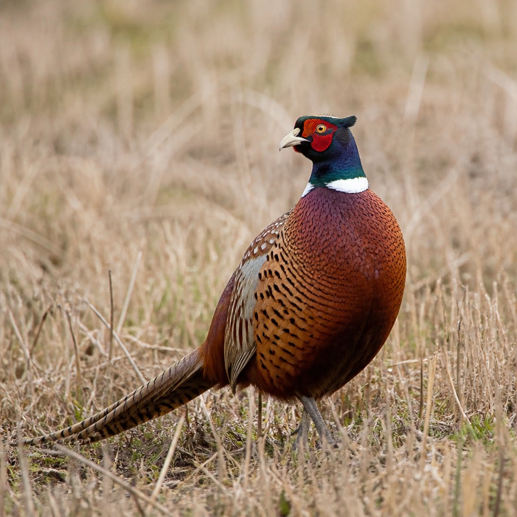 Ring-necked Pheasant (Phasianus colchicus)