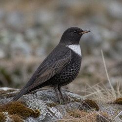 Ring Ouzel Identification Guide