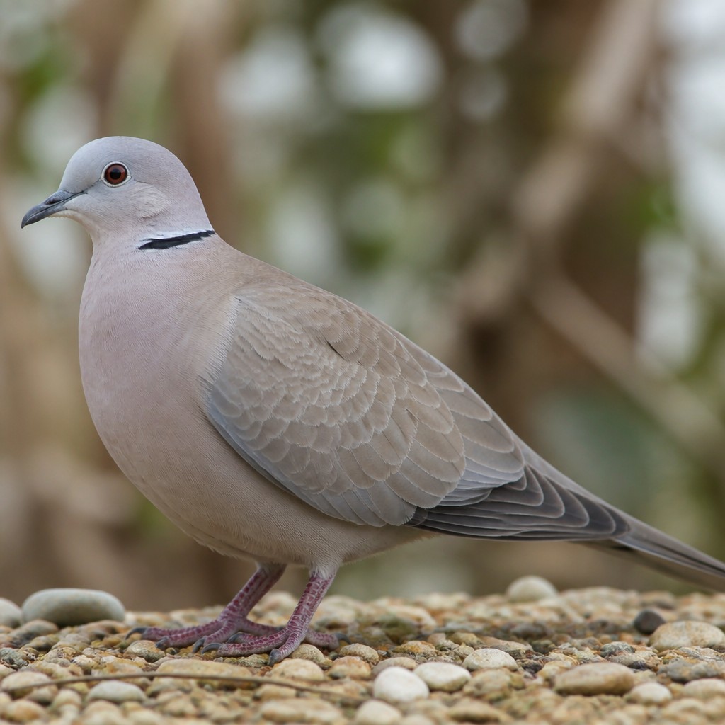 Ringneck Dove