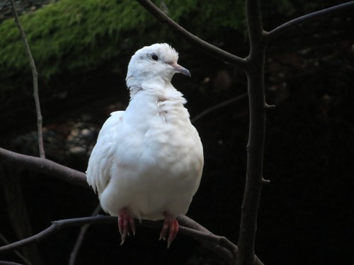 Ringneck Dove