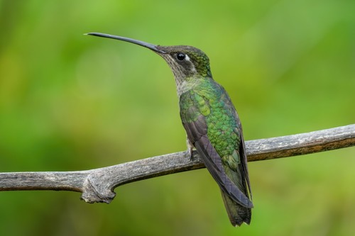Rivoli's Hummingbird